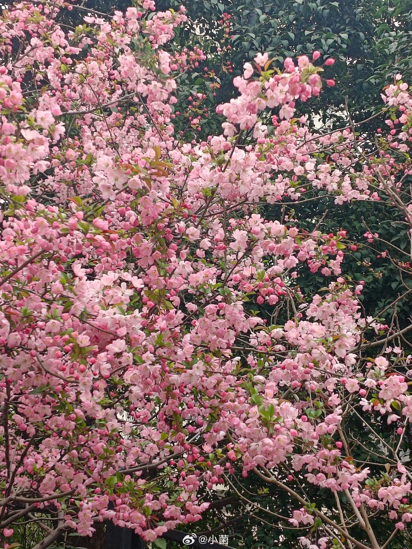 早朋友们春和景明春天真的来了~小菌