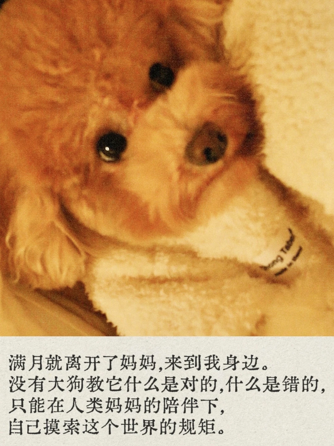 “小狗人儿，谢谢你选我做你的人类妈妈。”