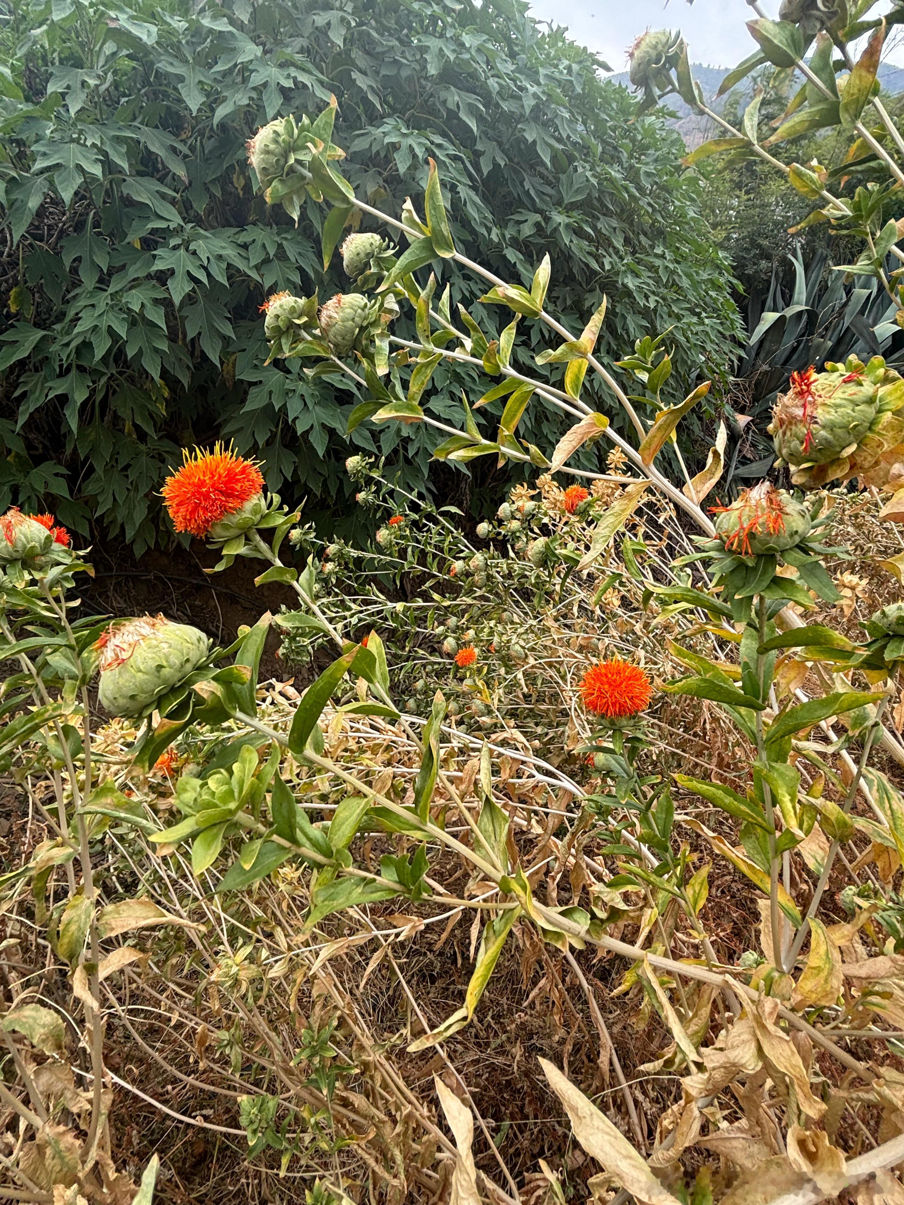 夏至日。图二图三拍摄于两个月前，这大概也是干热河谷物候领先我们的时间。 