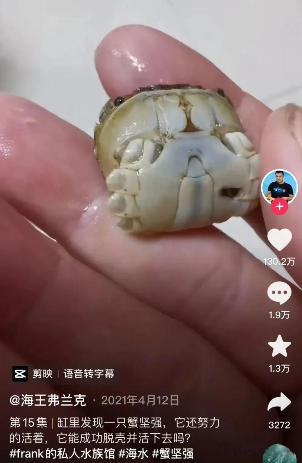 你听说过给螃蟹相亲的吗？近500万网友，居然被一只小螃蟹感动到了。

理工男陈旻