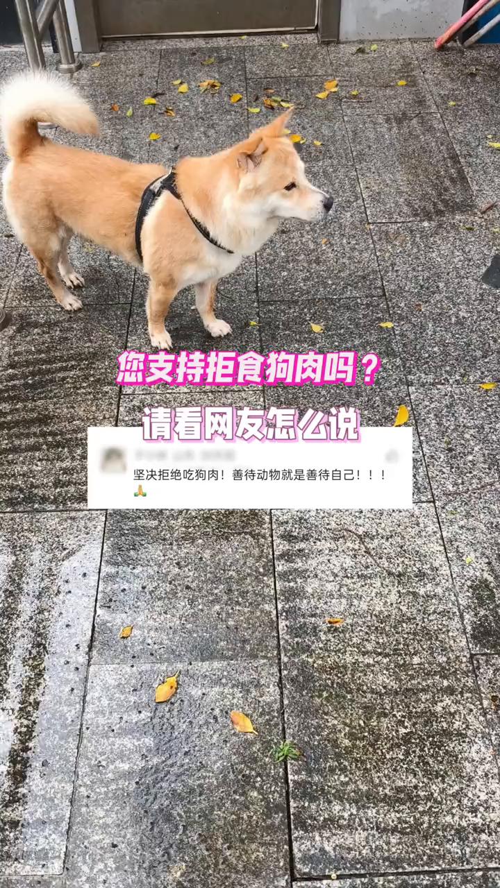 您支持拒食狗肉吗？请看网友怎么说。
坚决拒绝吃狗肉，善待动物就是善待自己。