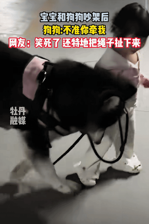 “笑不活了！”宝宝牵着狗狗，突然狗狗抬起前爪子把绳子从宝宝的手里扒拉了下来。没想