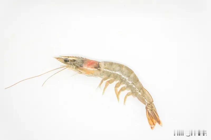 菜市场逛了一圈，拎回来的不是菜，是日子

早起去了趟菜市场，空气里混着青菜的水汽