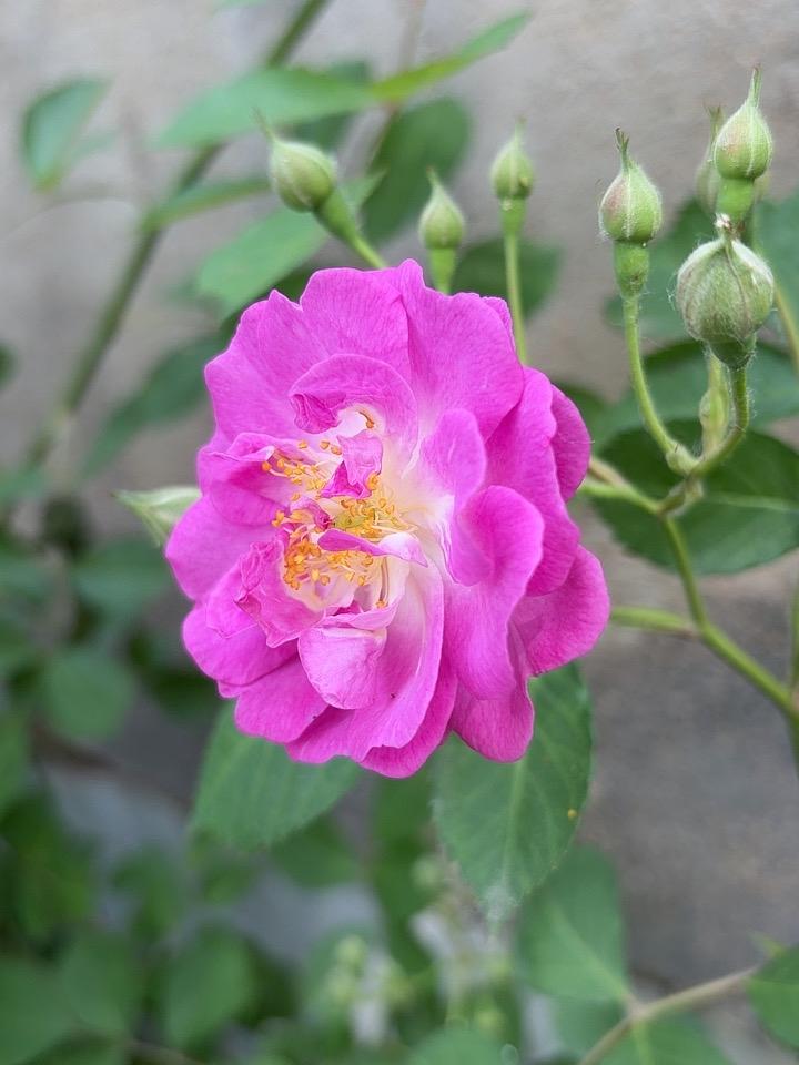 蔷薇花开有暗香，
随风摇曳依矮墙。
花开花落由天定，
世事无常又何妨？