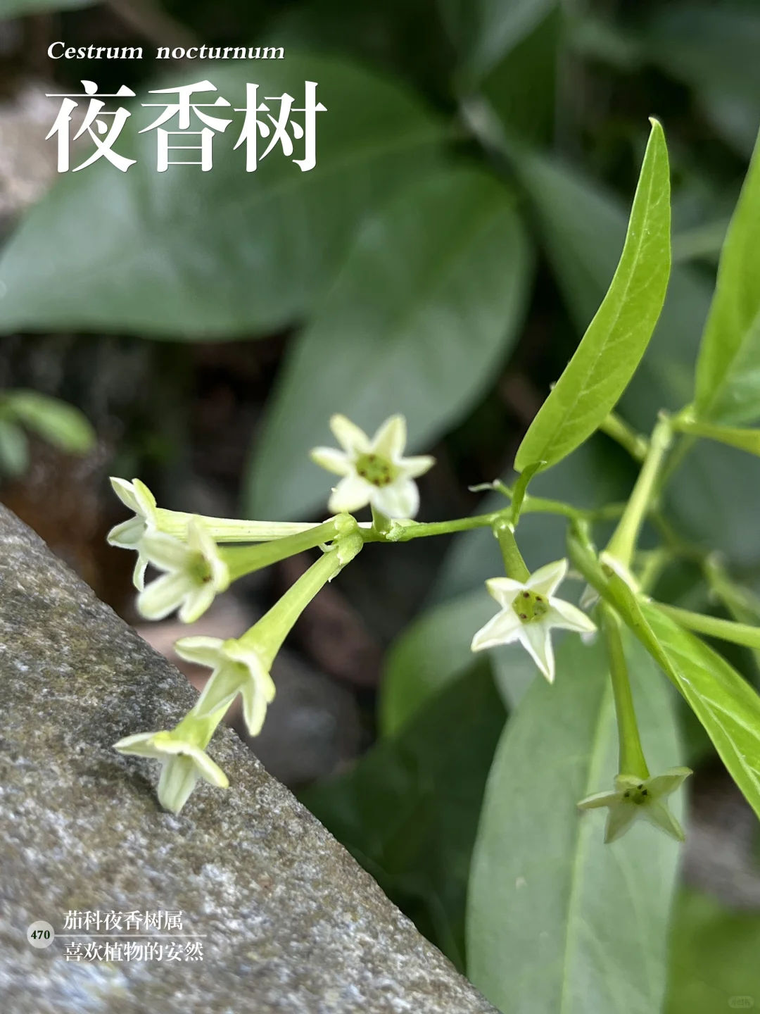 福州植物打标470 ｜ 夜香树
