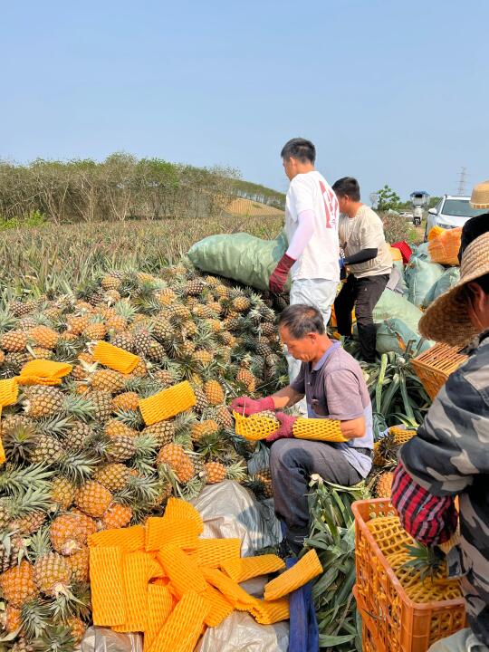 凤梨口感巅峰期，每天现摘现发，海南原产地发