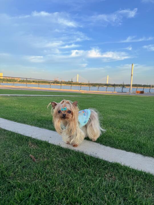 外出151｜天气再热小狗也要撒欢