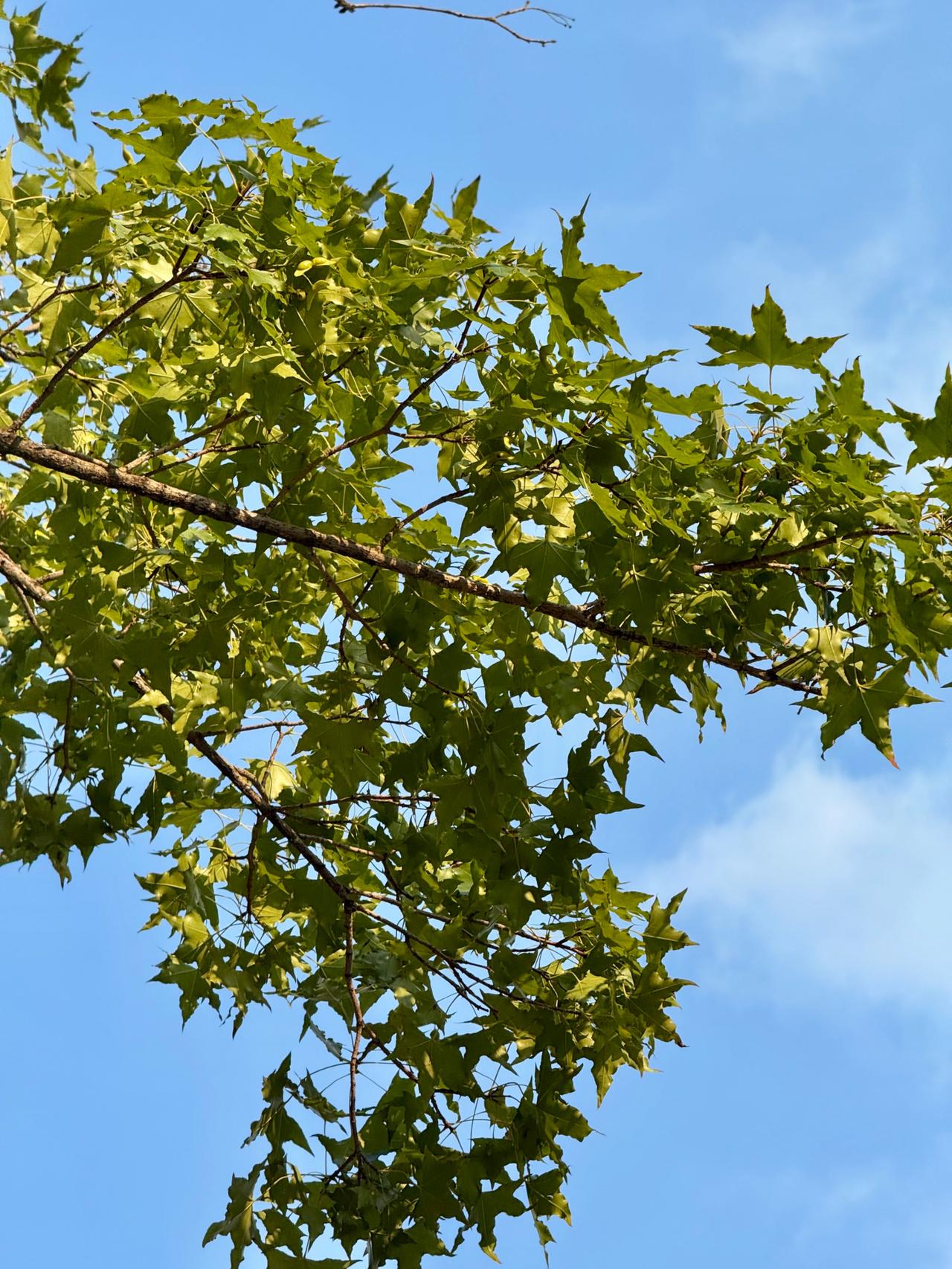 有老下有小，
不敢病不敢停，
工作不敢丢，
情绪不敢露，
所有苦都往肚子里咽。