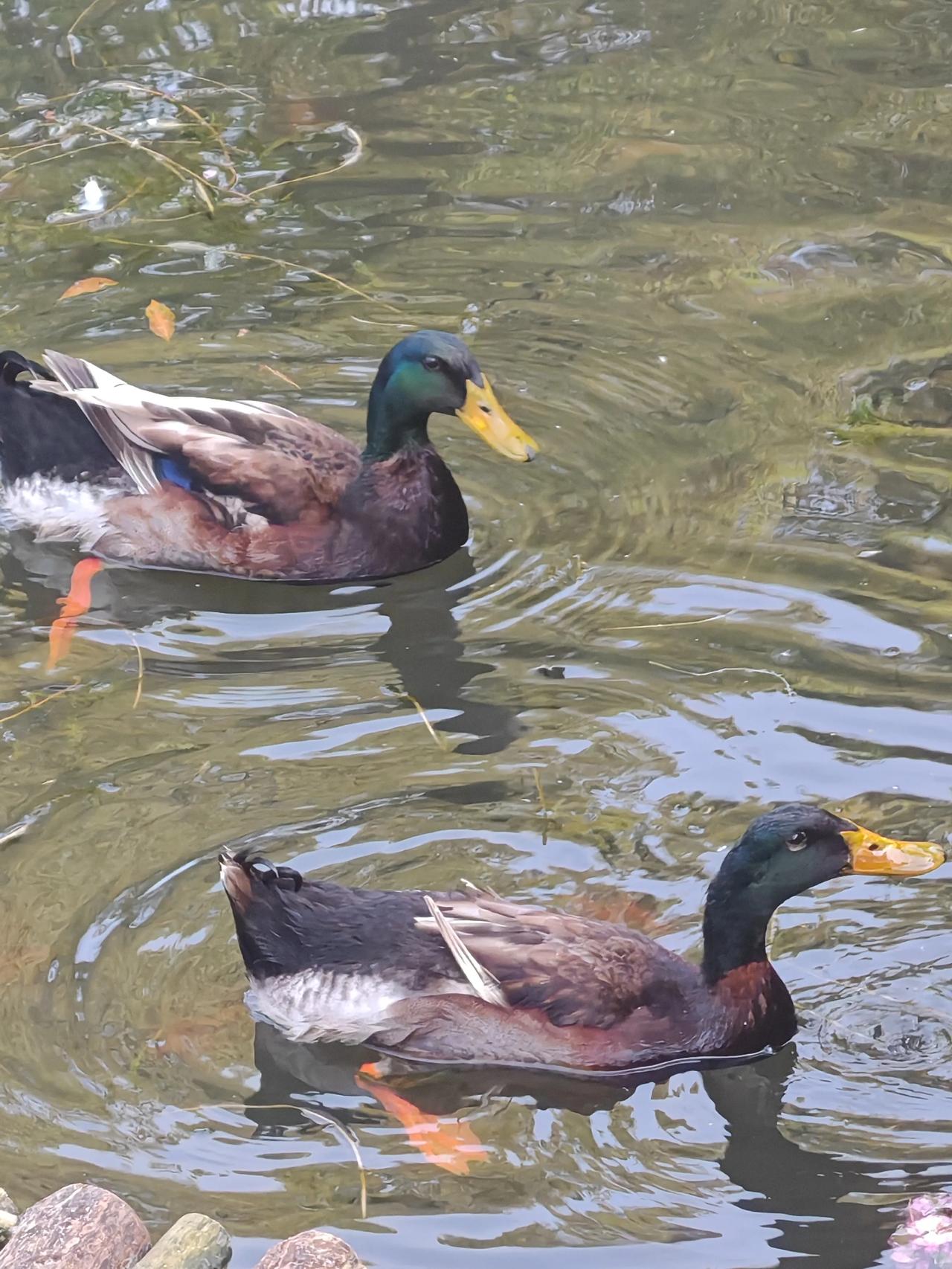 晒图笔记大赛武汉市马鞍山森林公园东湖笛园里的绿头鸭，是小孩子们喜欢的宠物。每天，