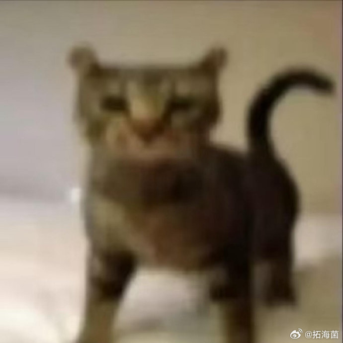 听说菊花+跳跳糖很爽诶，有人想试试吗？我可以赞助一包跳跳糖 