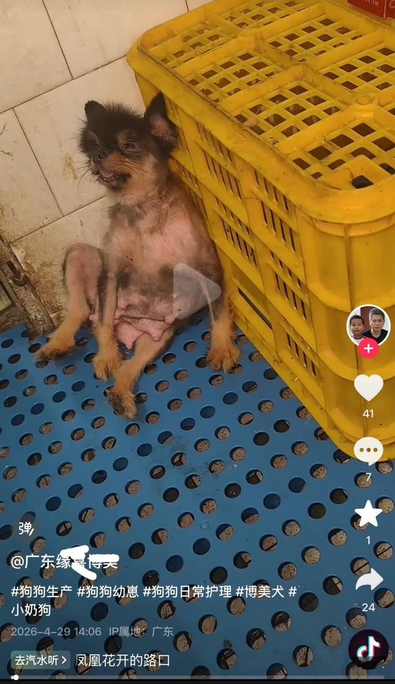 繁殖犬 抑郁春天 太累了 ，每个行业都太卷了 