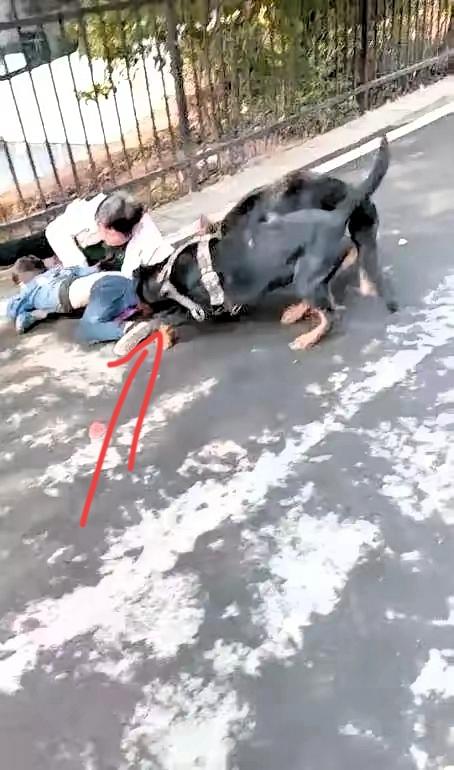 北京毒狗案判4年，真不是“狗赢了人”，而是有人踩了公共安全的红线！ 觉得毒狗顶多