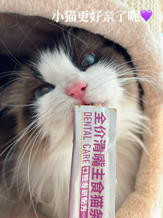 小猫咪的口腔由我来守护💜