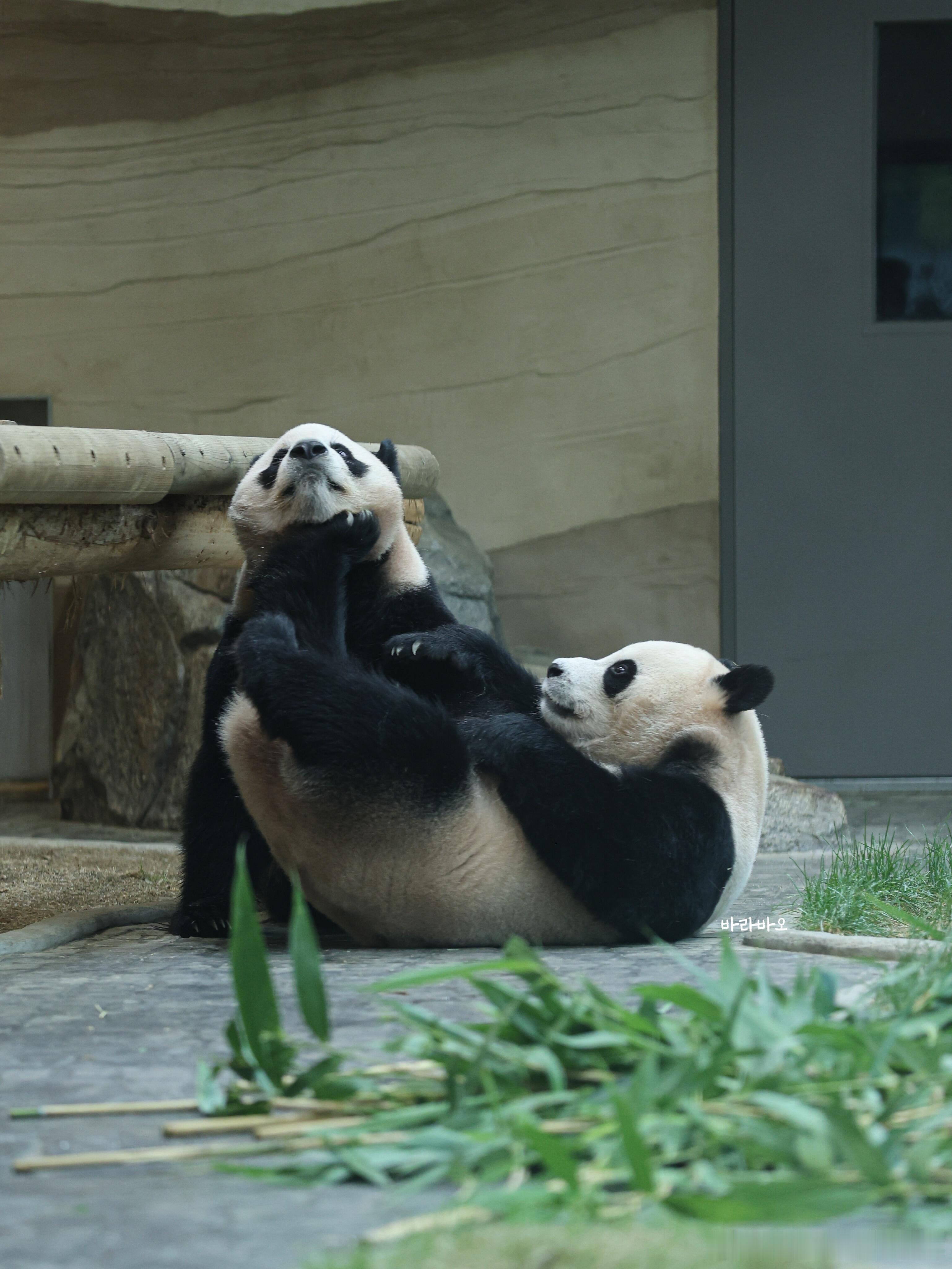 辉宝独特的介绍方式：这就是我姐睿宝！ 