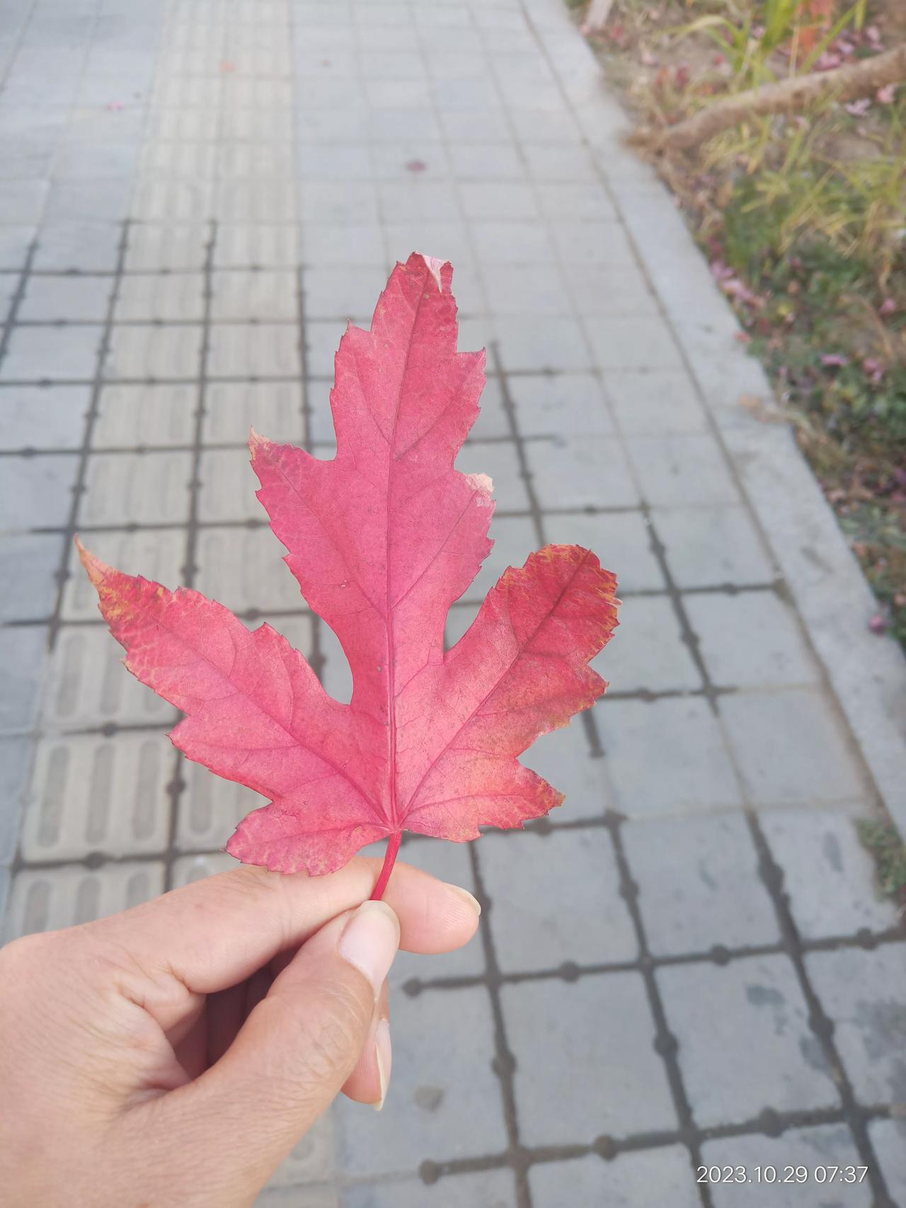 我没听内分泌科大夫的话，自己决定打胰岛素了，而且打几个单位也是自己定的。
四年前