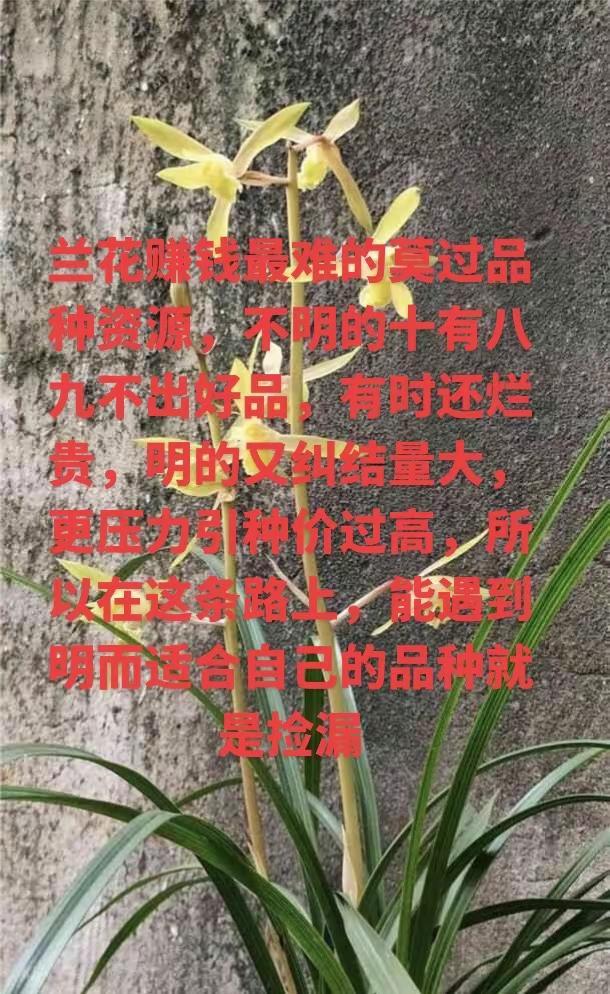 蕙兰赤壳素，我很喜欢它，你们觉得如何。蕙兰感觉发苗率没莲瓣兰，春兰等品种厉害，蕙
