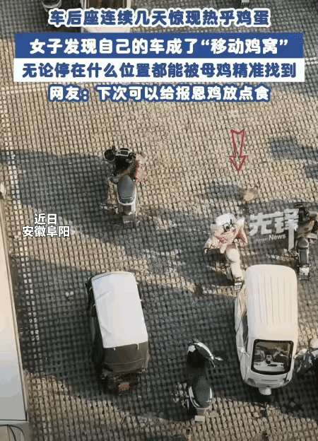 安徽阜阳发生一件趣事，女子开电动车出门，一周发现车里捡到鸡蛋。
原来是小区一只母