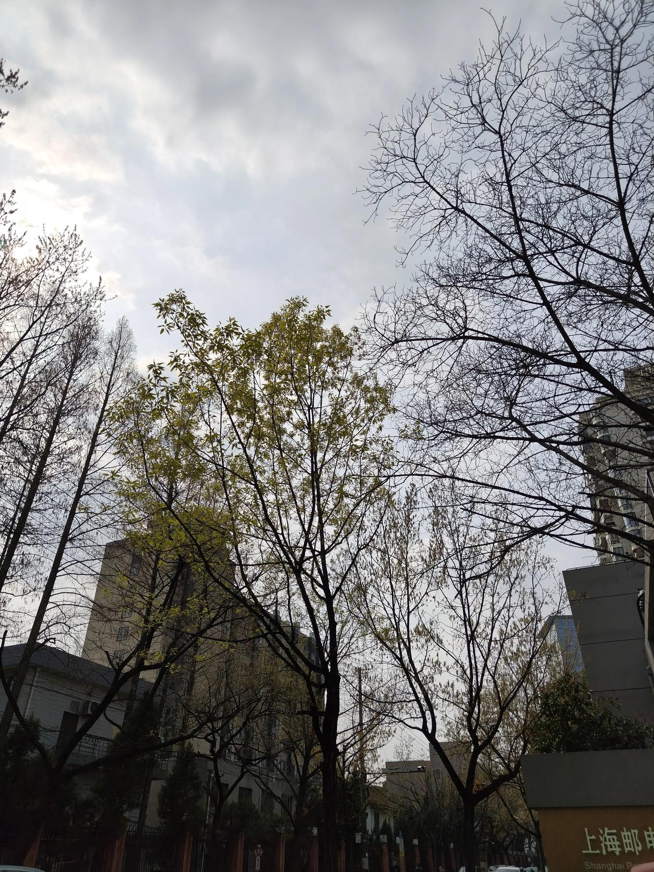 随走随拍身边的风景~🌲🌲🌲🌲