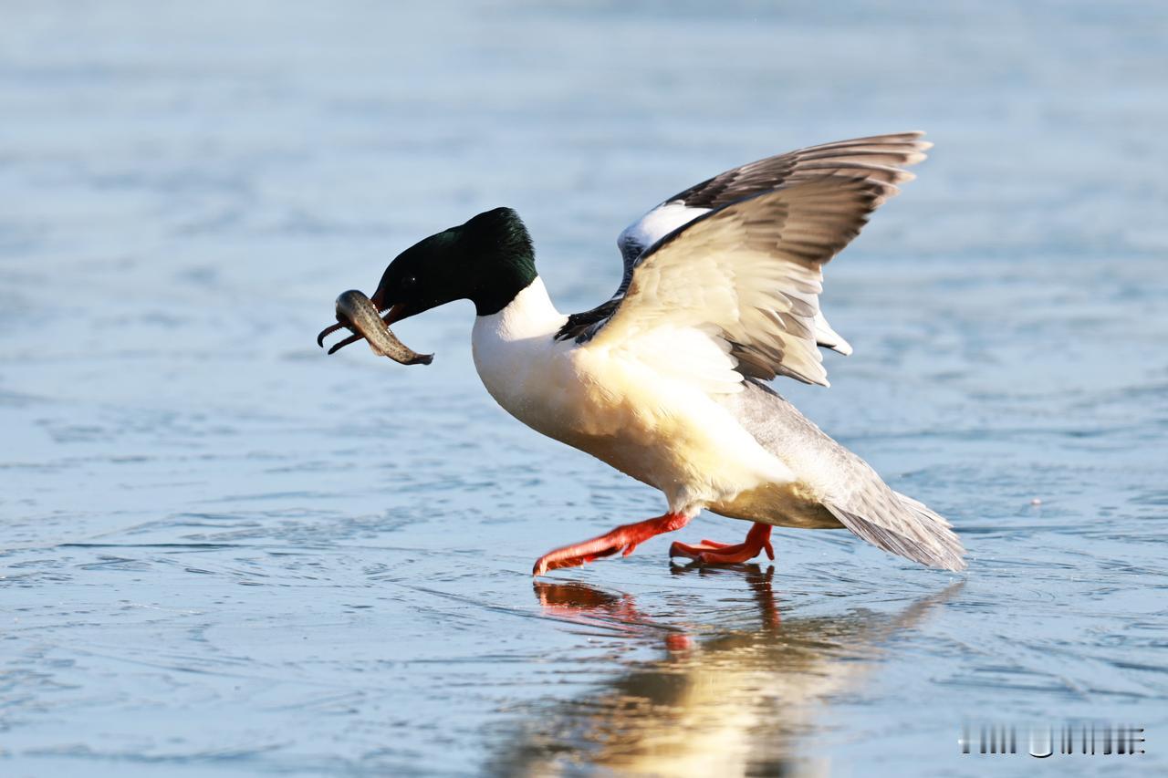 一只秋沙鸭在跑动过程中，泥鳅掉落，又失而复得。