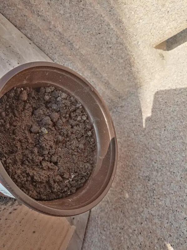 从育苗开始就充满仪式感：小心翼翼地把种子埋进疏松的营养土，每天早晚各浇一次水，生