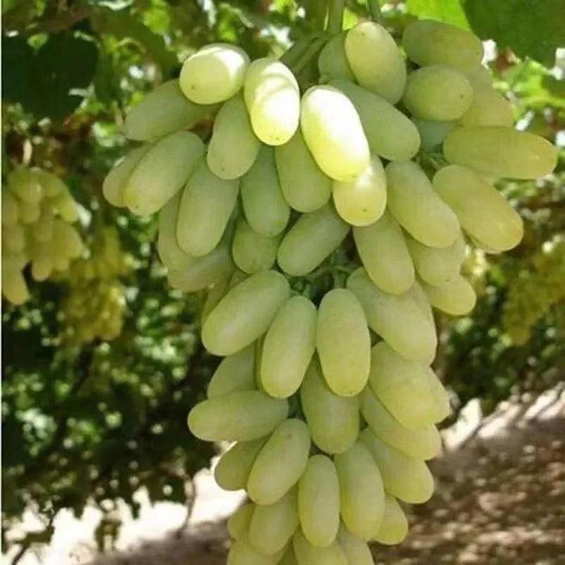 #洛阳和长安谁沾谁的光#落了，阳了！！后疫情时代，要光鲜，要亮丽，要争取一切！！