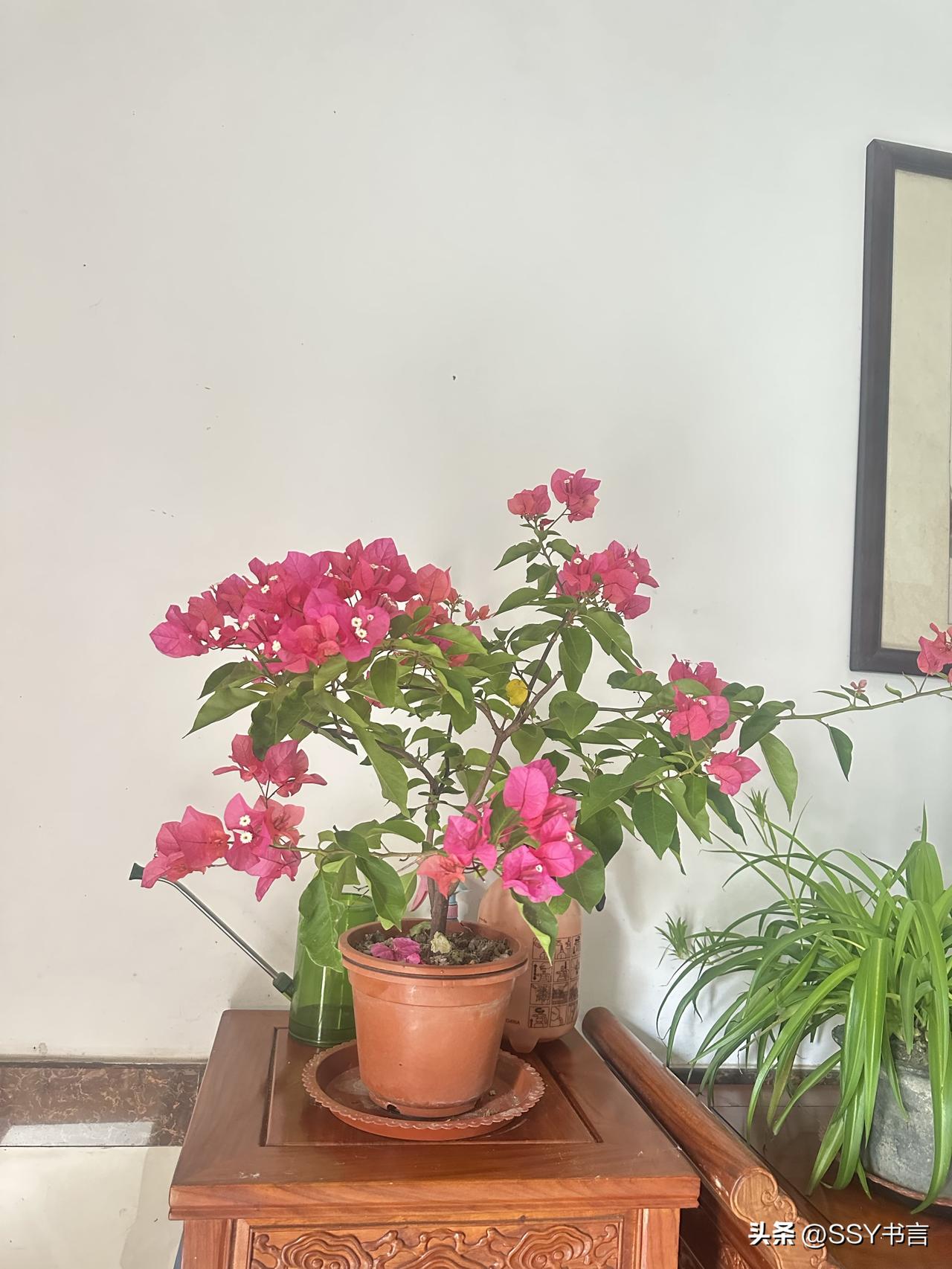 清新雅致的小盆栽，为生活增添一抹绿意。🌱💐