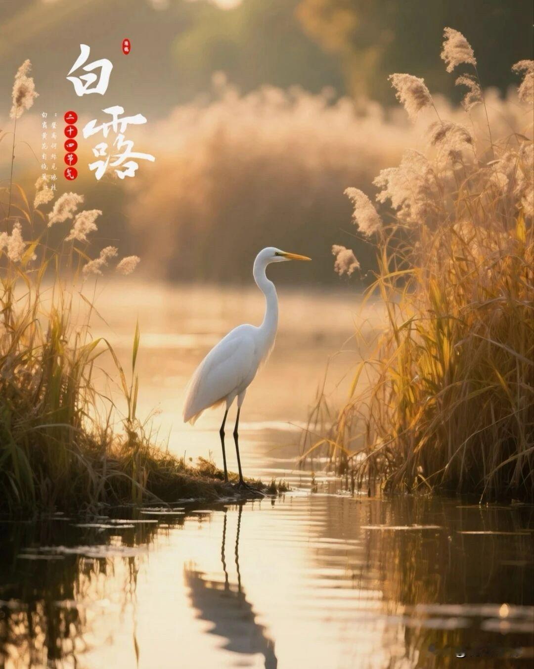 🍂²⁰²⁶/₀₉.₀₇ ᵕ̈ 白露｜早安☕️
晨露凝于草木，秋意渐染山河。
一