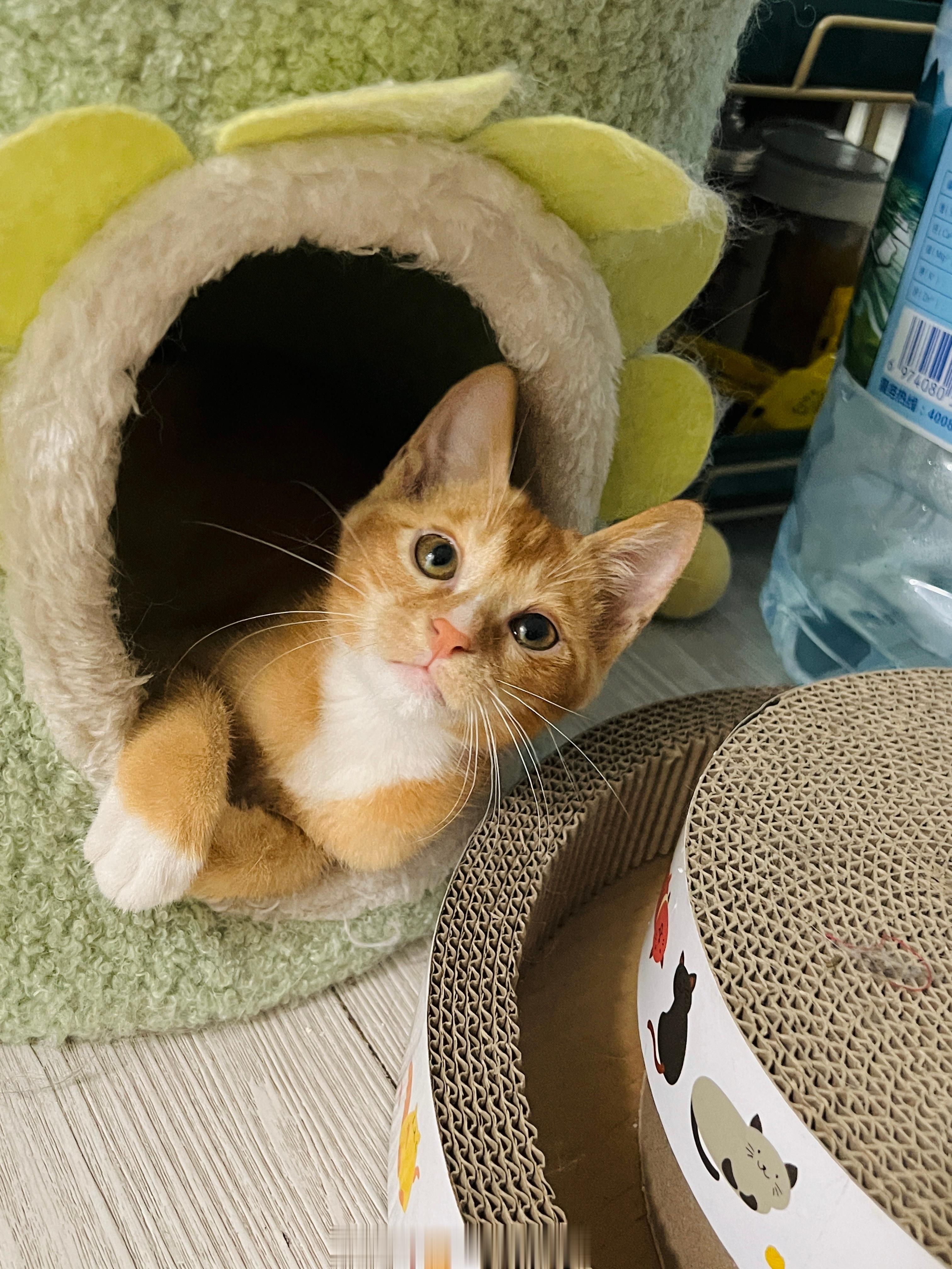 #广州领养喵咪##广州领养猫[超话]# 小不点，男孩、年约2个月，已疫苗；亲人活