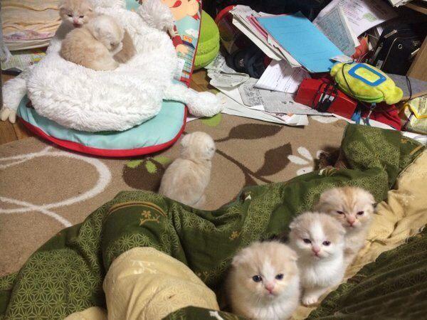 家里猫咪养多了就是这种下场，不仅铲屎要累死，还随时可能被萌死