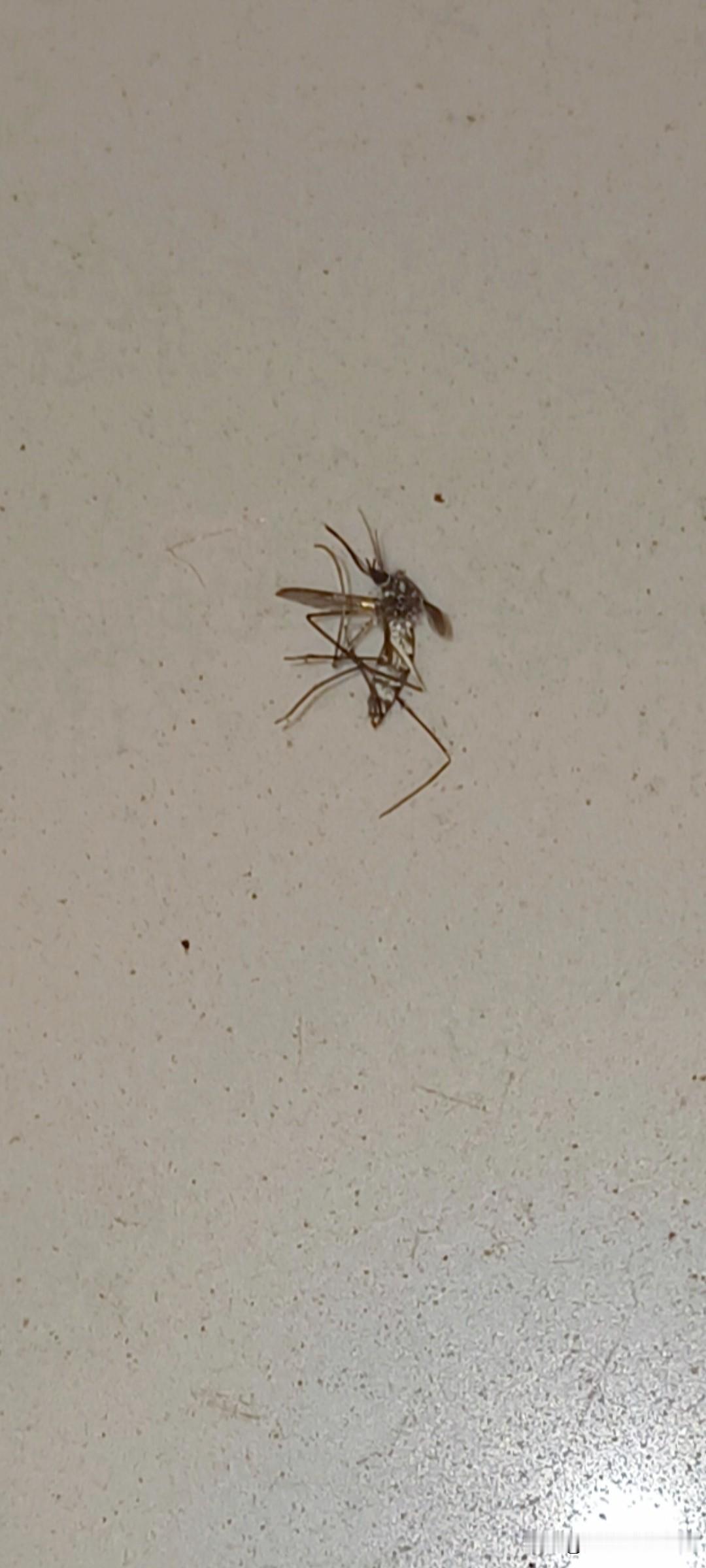 广州都立冬好几天了，可是花腰蚊子🦟依然存在，而且有的个头还挺大，今天一早上就有