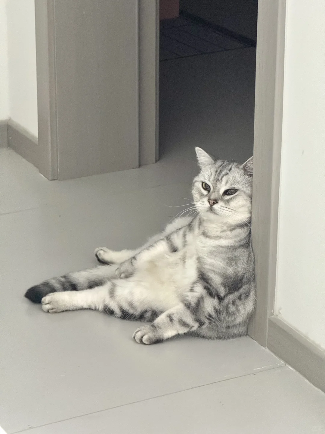生活不易 猫猫叹气～