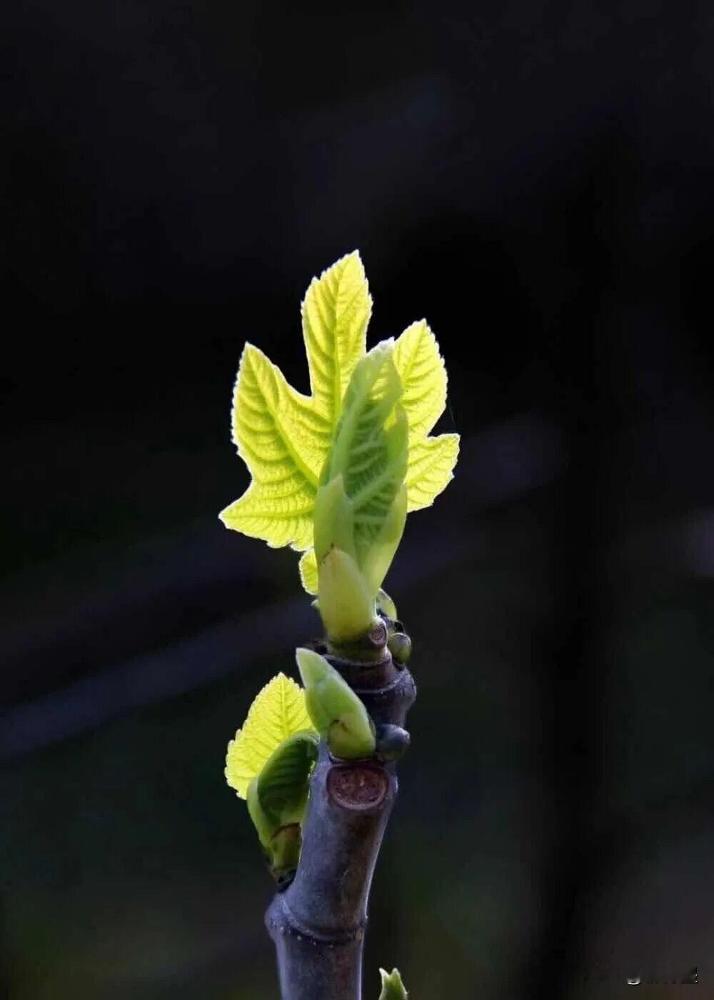春天的嫩芽儿，也很稀缺的！因为……一年只有这一次喔！
春天是繁花似锦的季节，大家