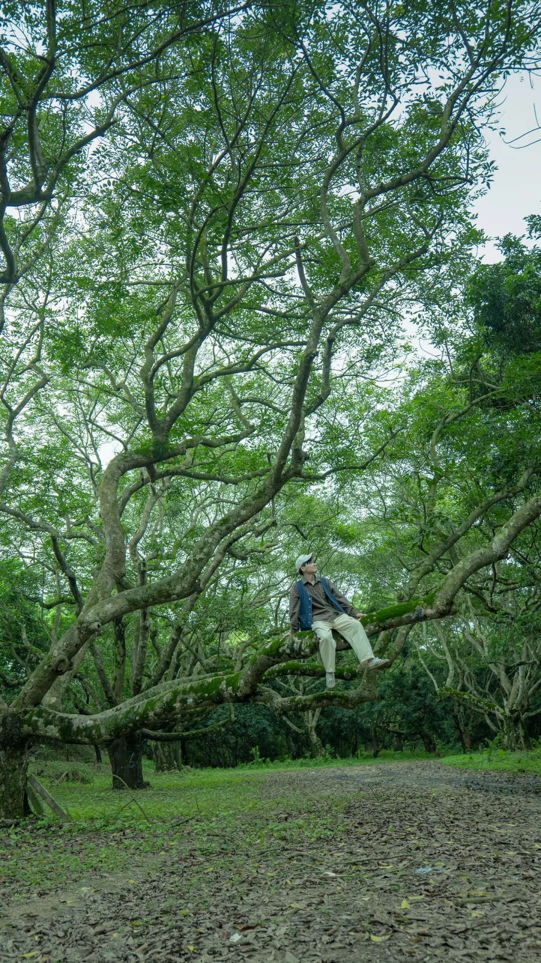 在广州😯 绿野仙踪的魔幻森林🍃