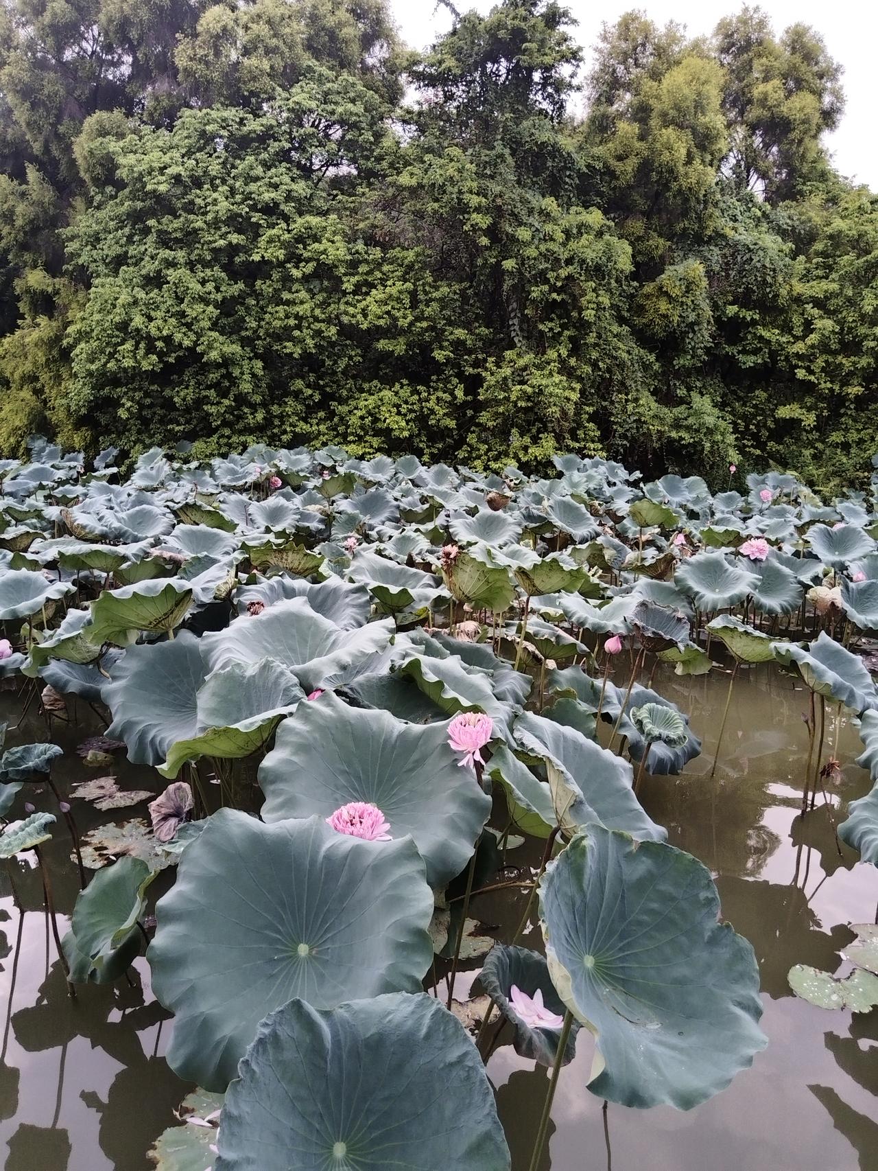 三月份我在干活，与一个老板娘闲聊，她告诉我:她老家天门岳口镇的，村子里很多不务正