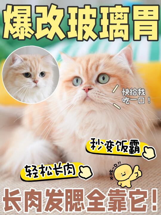 玻璃胃吃成了煤气罐，猫猫长肉发腮全靠它