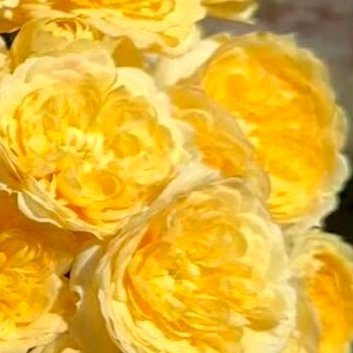 阳光信用‎阳光‎信用 ‎每日一善 不管你现在多迷茫，过得多累，走得多艰辛，请相信