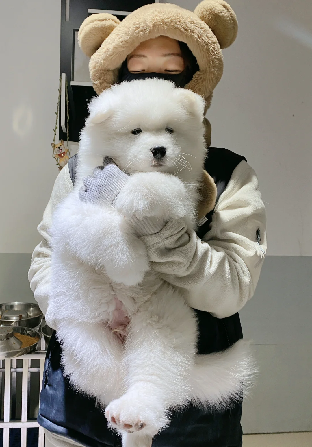 赵富贵与Ceri直子“孙大漂亮” 2月龄生活随拍～ 青岛主人来收图～ ...