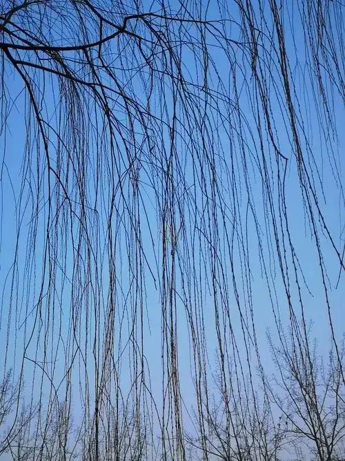 上联：？？？
下联：瑟瑟柳帘瘦影长；