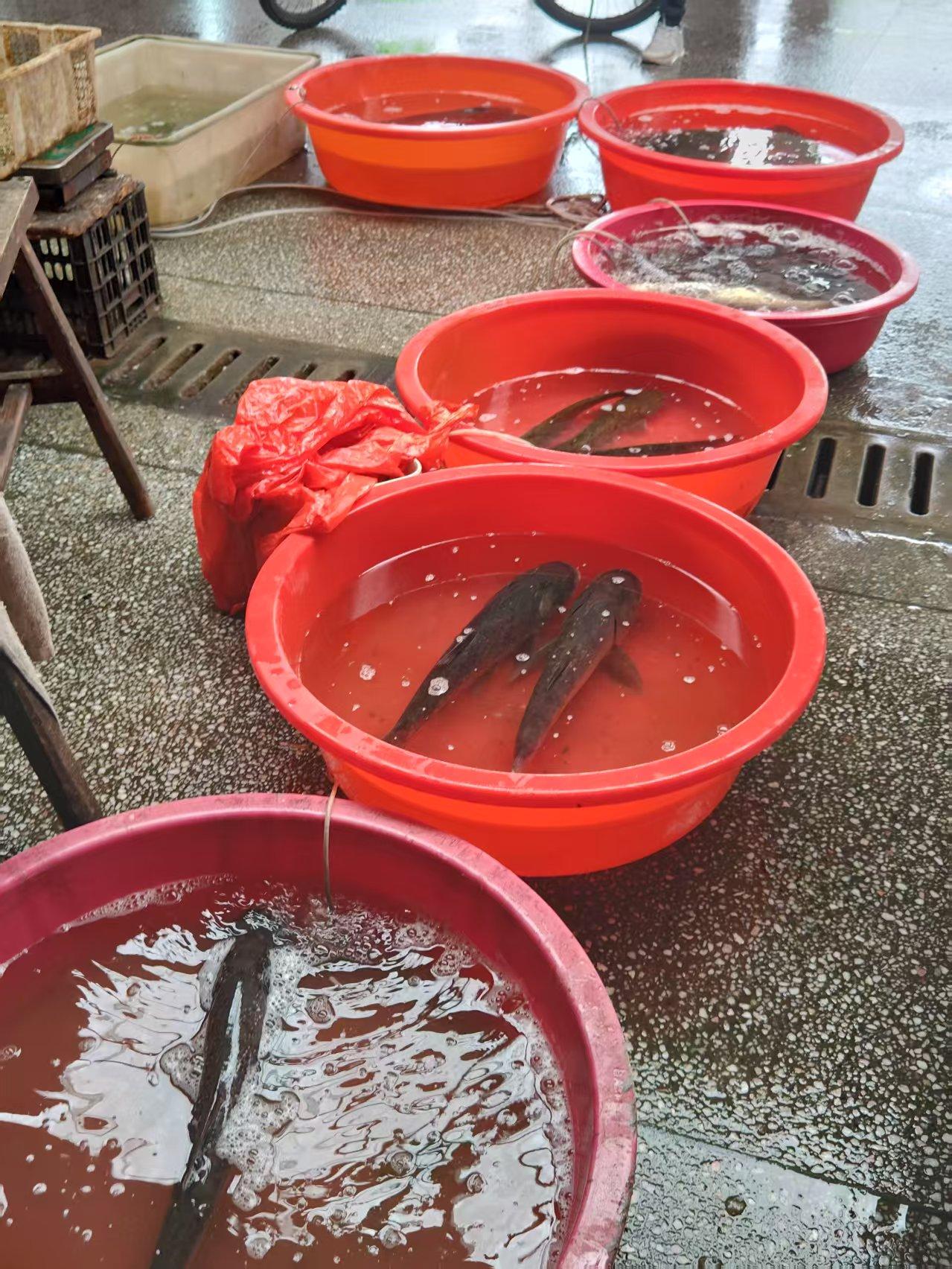 菜市场吃鱼头的鱼10元钱一斤，鱼头和鱼尾可以叫老板分开切，今天我买了一条完整的鱼