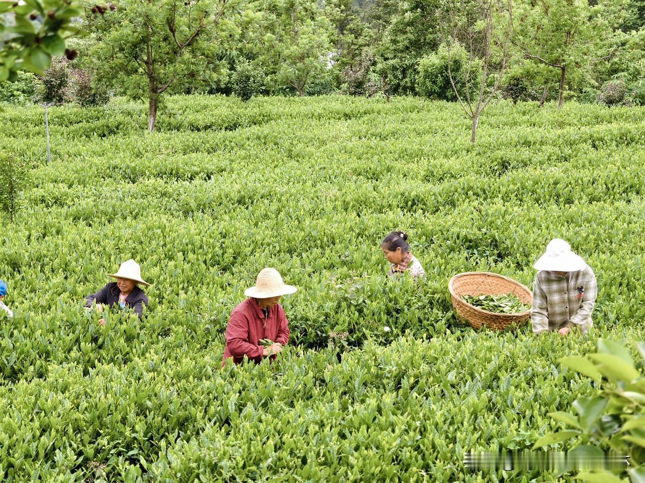 每日见景随拍你见过采茶采这么大片的吗？简直是把整条枝都折了下来。安康的绿茶都是采