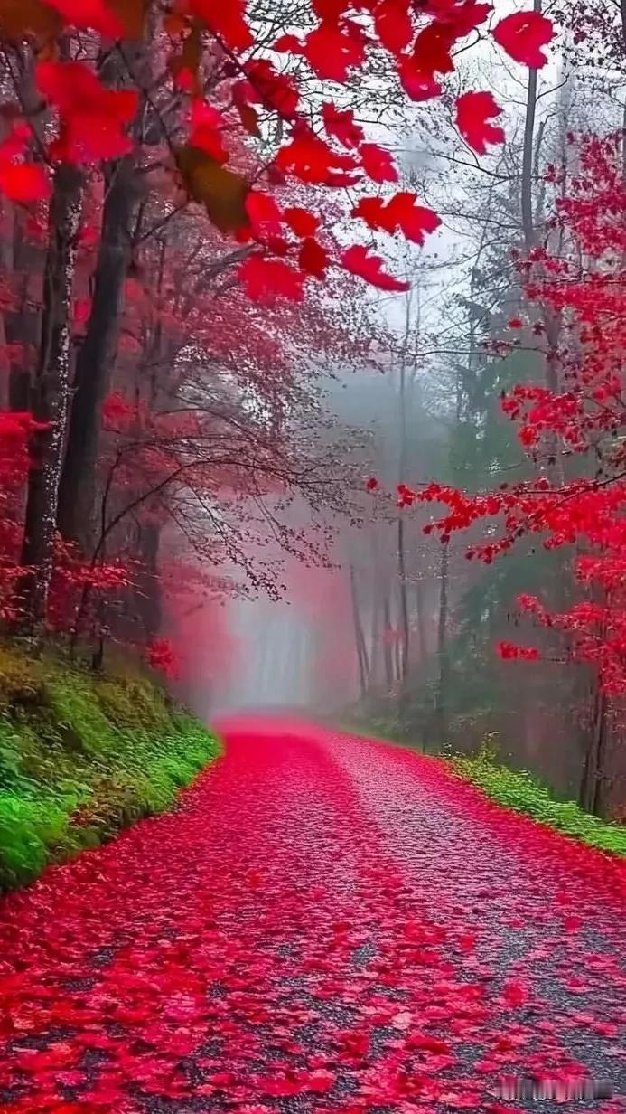 #秋日生活打卡季##秋天落叶好风景# #秋日的美景。# #秋冬美景手摄# #秋天