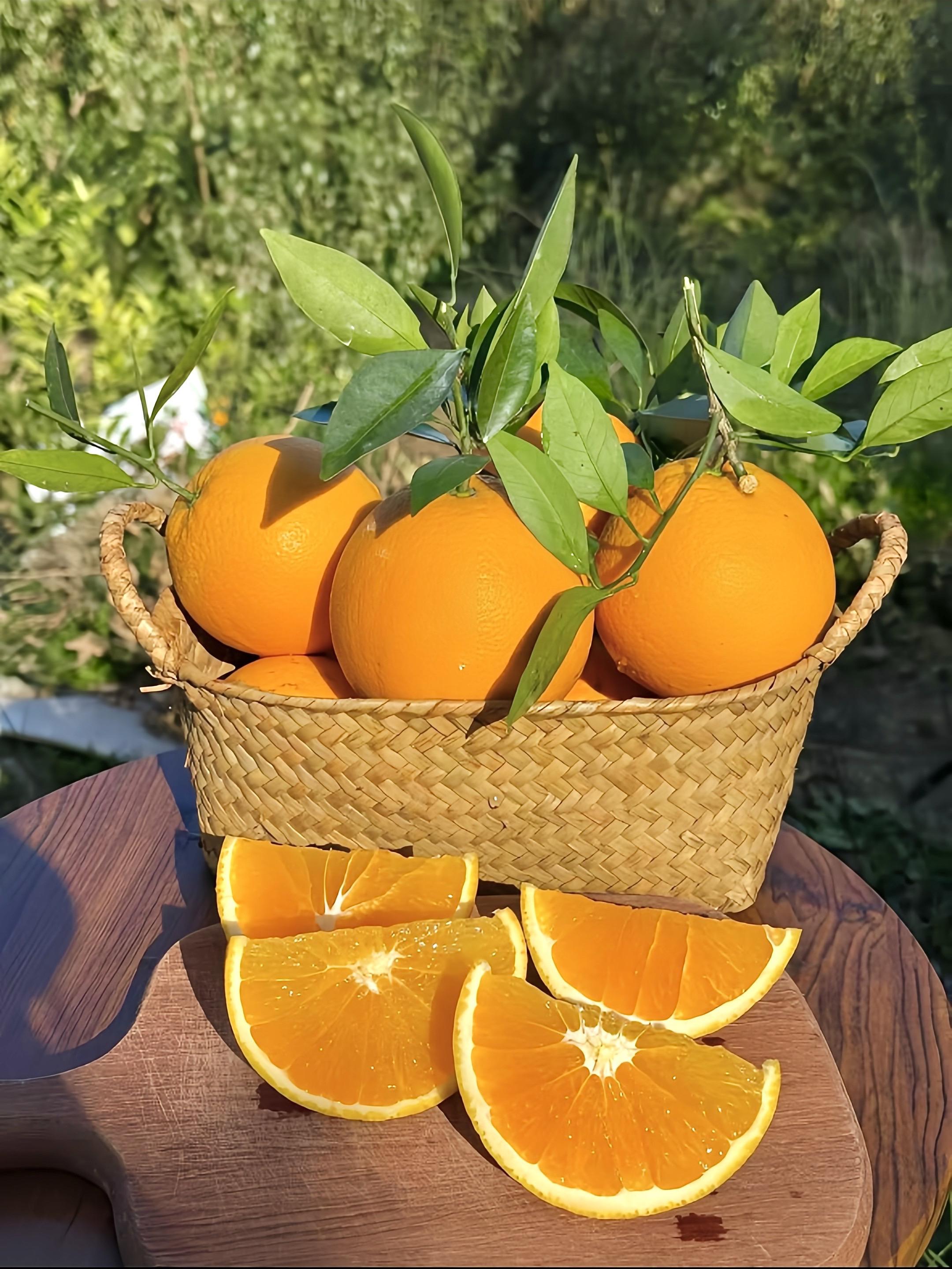 自家果园种植的秭归脐橙九月红果冻橙，纯天然不打蜡零添加，大自然的滋养赋...