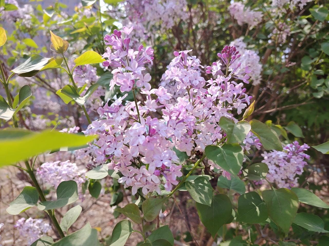 想看看你相册最近一张花的照片