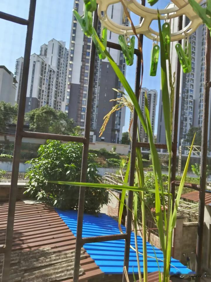 夫妻相处方式，不争不抢，不吵不闹，不悲不喜，互相尊重，互相理解，互相包容！
刚刚