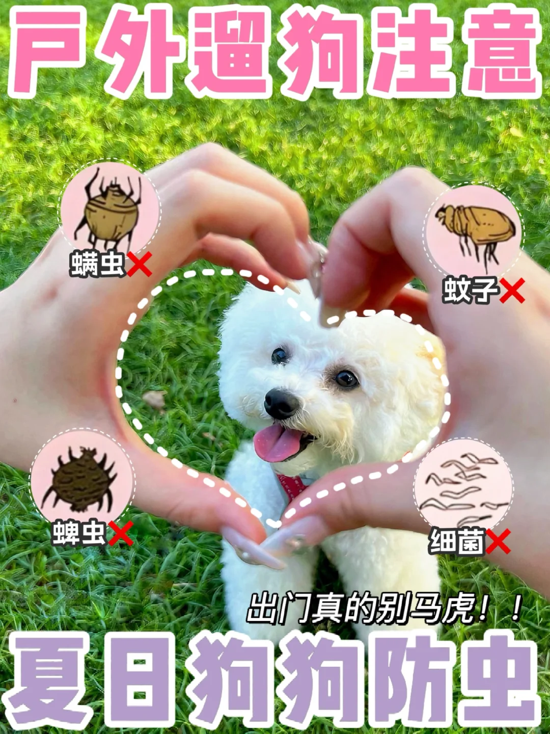 夏季养宠遛狗小心虫虫‼加强防患很重要～