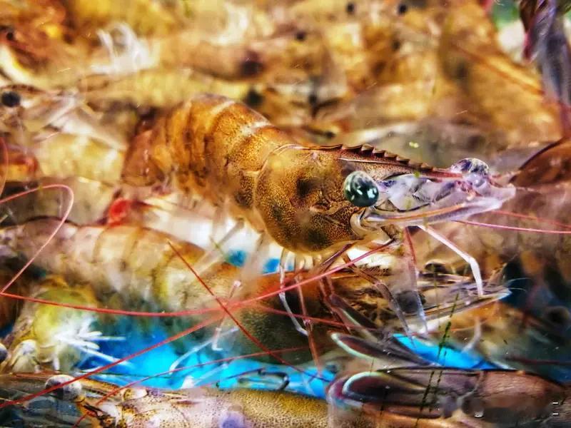 鱼虾到底有没有神经还挺让人好奇的。先说虾，它属于节肢动物，神经系统是有的。虾身体