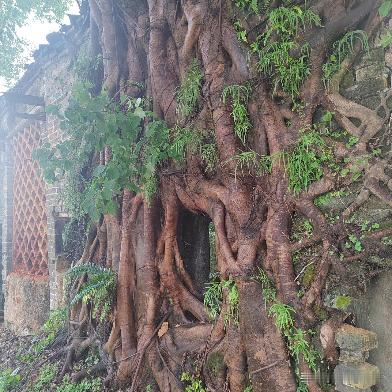 有宝妈说三五分钟就能产下微头条，开始看到吓我一跳。是我理解错了，说的是她写头条。