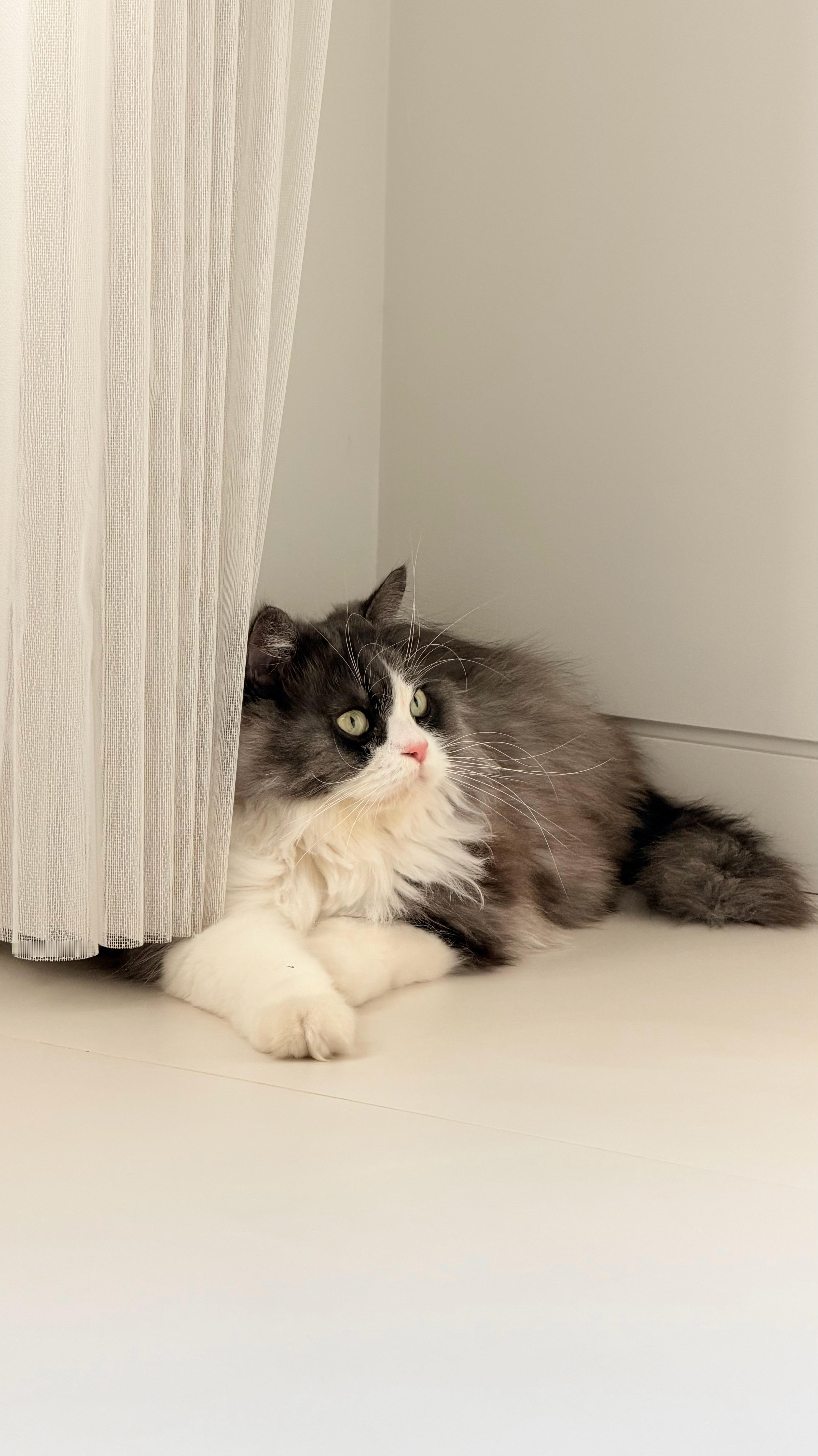 虽然刚回来有一大堆事待处理但是先把毛孩子接回来了！立刻被治愈了～啊驰宅家日记冬日