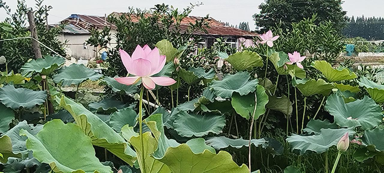 ，什么花都行