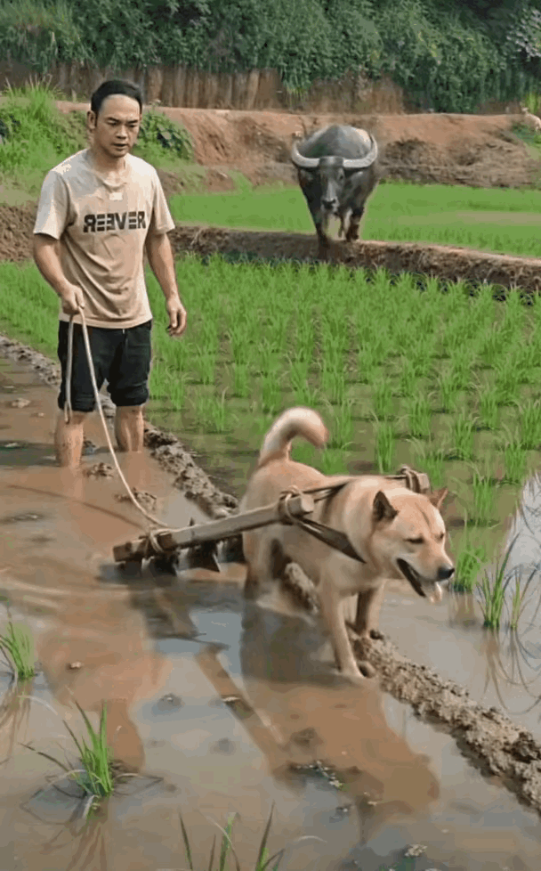 老牛：好你个狗子，敢抢我的饭碗[捂脸]